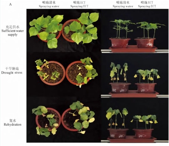 The water retention of Ect-S is 8 times that of polyglutamate