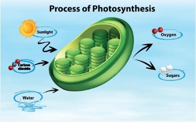 Ect-S inhibits the degradation of chlorophyll and promotes photosynthesis in plants!