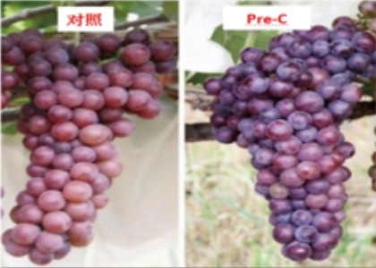 What are the effects of Pre-c on grape growth